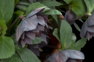 Helleborus 'Dashing Groomsman' New 2025